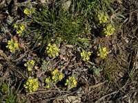 Alyssum simplex 12, Saxifraga-Willem van Kruijsbergen