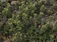 Alyssum simplex 13, Saxifraga-Willem van Kruijsbergen