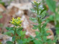 Alyssum simplex 15, Saxifraga-Ed Stikvoort