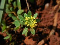 Alyssum simplex 16, Saxifraga-Ed Stikvoort