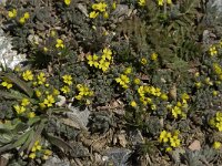 Alyssum simplex 2, Saxifraga-Jan van der Straaten