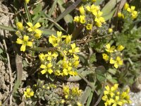 Alyssum simplex 3, Saxifraga-Jan van der Straaten