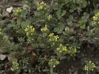 Alyssum simplex 4, Saxifraga-Willem van Kruijsbergen