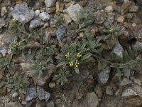 Alyssum simplex 6, Saxifraga-Willem van Kruijsbergen