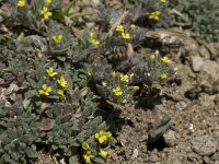 Alyssum simplex 9, Saxifraga-Willem van Kruijsbergen