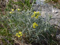 Alyssum sinuatum 3, Saxifraga-Jasenka Topic