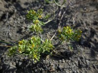 Alyssum tortuosum 1, Saxifraga-Ed Stikvoort