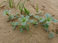 Amaranthus blitoides 10, Nerfamarant, Saxifraga-Jelle van Dijk