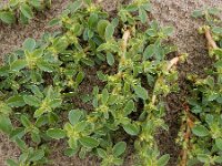Amaranthus blitoides 11, Nerfamarant, Saxifraga-Ed Stikvoort