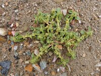 Amaranthus blitoides 12, Nerfamarant, Saxifraga-Ed Stikvoort