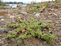 Amaranthus blitoides 13, Nerfamarant, Saxifraga-Ed Stikvoort
