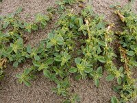Amaranthus blitoides 14, Nerfamarant, Saxifraga-Ed Stikvoort