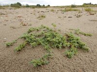 Amaranthus blitoides 15, Nerfamarant, Saxifraga-Ed Stikvoort