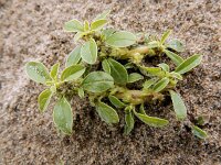 Amaranthus blitoides 17, Nerfamarant, Saxifraga-Ed Stikvoort