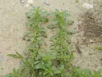 Amaranthus blitoides 2, Nerfamarant, Saxifraga-Rutger Barendse