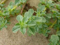 Amaranthus blitoides 21, Nerfamarant, Saxifraga-Hans Grotenhuis