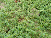Amaranthus blitoides 23, Nerfamarant, Saxifraga-Hans Grotenhuis