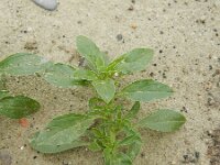Amaranthus blitoides 3, Nerfamarant, Saxifraga-Rutger Barendse