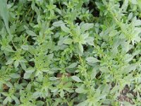 Amaranthus blitoides 4, Nerfamarant, Saxifraga-Rutger Barendse