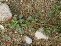 Amaranthus blitoides 5, Nerfamarant, Saxifraga-Rutger Barendse