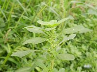 Amaranthus blitoides 7, Nerfamarant, Saxifraga-Rutger Barendse