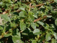Amaranthus blitoides 8, Nerfamarant, Saxifraga-Peter Meininger