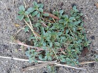 Amaranthus blitoides 9, Nerfamarant, Saxifraga-Rutger Barendse