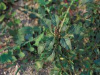 Amaranthus blitum 1, Kleine majer, Saxifraga-Piet Zomerdijk