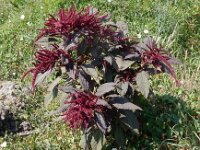 Amaranthus cruentus 2, Olifantsamarant, Saxifraga-Peter Meininger