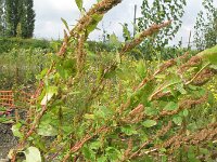 Amaranthus hybridus ssp bouchonii 31, Franse amarant, Saxifraga-Rutger Barendse
