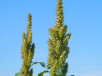 Amaranthus hybridus 13, Basterdamarant, Saxifraga-Ed Stikvoort