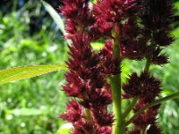 Amaranthus hypochondriacus