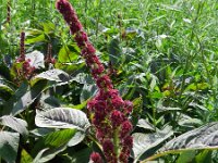 Amaranthus hypochondriacus 10, Saxifraga-Rutger Barendse