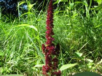 Amaranthus hypochondriacus 3, Saxifraga-Rutger Barendse