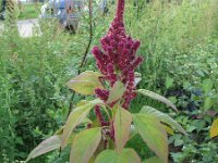 Amaranthus hypochondriacus 4, Saxifraga-Rutger Barendse