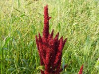Amaranthus hypochondriacus 6, Saxifraga-Rutger Barendse