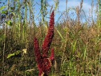 Amaranthus hypochondriacus 7, Saxifraga-Rutger Barendse
