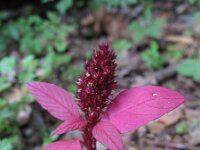 Amaranthus hypochondriacus 8, Saxifraga-Rutger Barendse