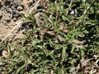 Amaranthus muricatus 1, Saxifraga-Rutger Barendse