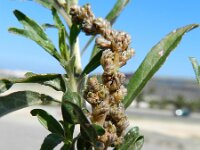 Amaranthus muricatus 2, Saxifraga-Rutger Barendse