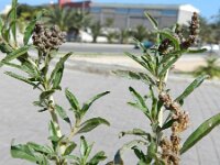 Amaranthus muricatus 3, Saxifraga-Rutger Barendse