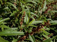 Amaranthus muricatus 6, Smalle amarant, Saxifraga-Ed Stikvoort