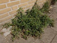 Amaranthus muricatus 8, Smalle amarant, Saxifraga-Ed Stikvoort