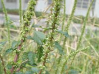 Amaranthus palmeri 1, Tweehuizige amarant, Saxifraga-Rutger Barendse