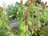 Amaranthus Retroflexus ile ilgili gÃ¶rsel sonucu