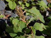 Amaranthus viridis 2, Saxifraga-Ed Stikvoort