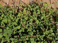 Amaranthus viridis 3, Saxifraga-Ed Stikvoort