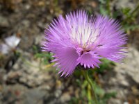 Amberboa moschata 2, Keizerskorenbloem, Saxifraga-Ed Stikvoort