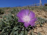 Amberboa moschata 5, Keizerskorenbloem, Saxifraga-Ed Stikvoort : Jerevan - Areni - Noravank A900