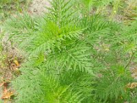 Ambrosia artemisiifolia 10, Alsemambrosia, Saxifraga-Rutger Barendse